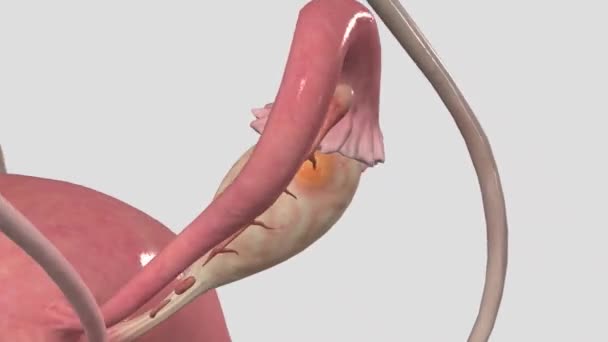 Eierstok Een Orgaan Het Vrouwelijke Voortplantingssysteem Dat Een Eicel Produceert — Stockvideo