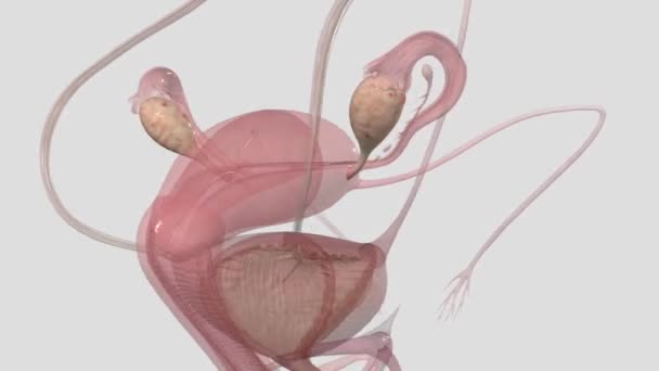 Ovary Organ Female Reproductive System Produces Ovum — Stock Video