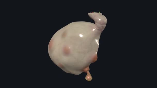 卵子周期控制着内分泌组织的制备和卵子的释放 — 图库视频影像