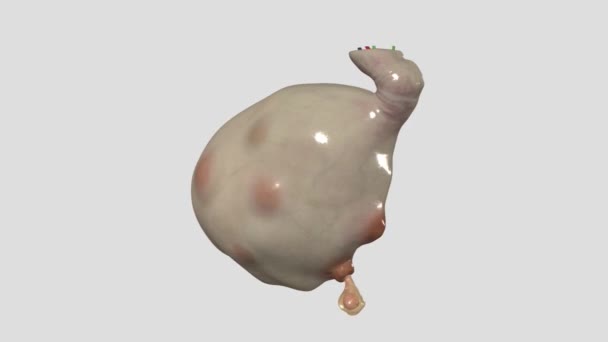 Ciclo Ovariano Rege Preparação Dos Tecidos Endócrinos Libertação Ovos — Vídeo de Stock