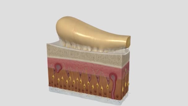 System Węchowy Struktury Ciała Które Służą Zmysłowi Węchu — Wideo stockowe
