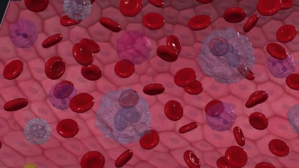 Neutrofiler Typ Vita Blodkroppar Leukocyter Som Fungerar Som Immunsystemets Första — Stockvideo