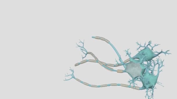 各神経細胞は 主要な枝分かれ繊維 を含む細胞体から構成されています — ストック動画