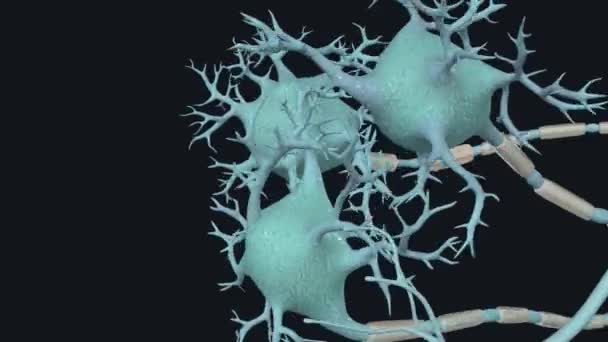 Jede Nervenzelle Besteht Aus Dem Zellkörper Dem Auch Der Zellkern — Stockvideo