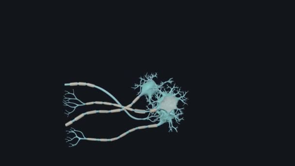 各神経細胞は 主要な枝分かれ繊維 を含む細胞体から構成されています — ストック動画