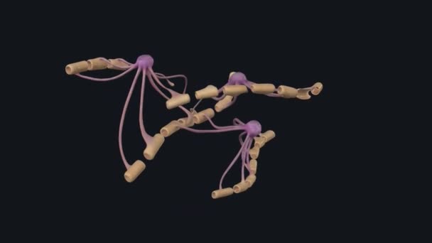 Myelinizace Tvorba Myelinové Membrány Která Obaluje Axony Centrálním Periferním Nervovém — Stock video