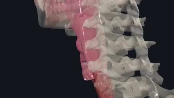 黏膜形成两对折叠 假的和真实的声带 延伸到喉的腔内 — 图库视频影像