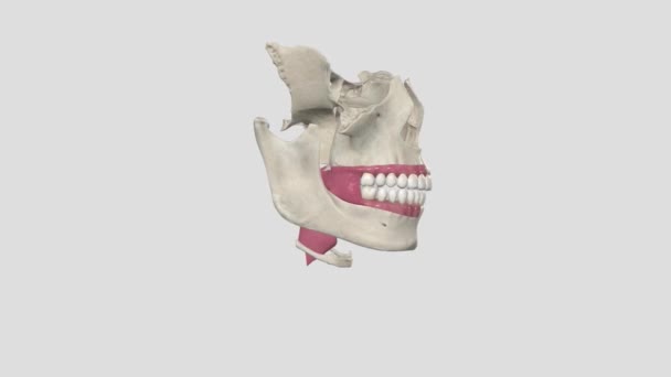 下颌牙鳞状细胞癌 — 图库视频影像