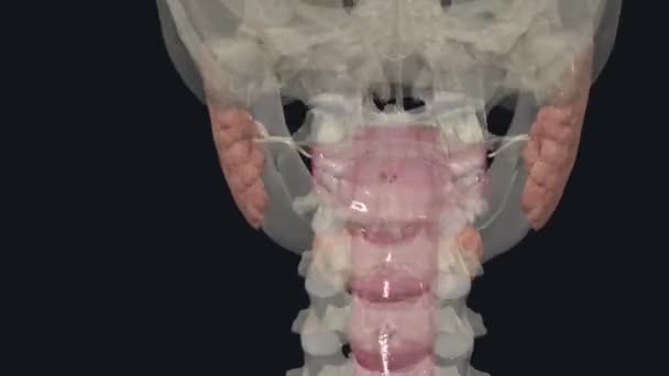 主要的唾液腺是下颌下腺 舌下腺和腮腺 — 图库视频影像
