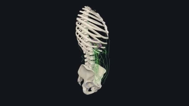림프계 장애계는 면역계의 일부인 척추동물의 장기계입니다 — 비디오