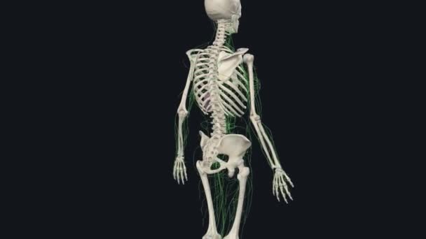 淋巴系统 或淋巴系统 是脊椎动物的器官系统 是免疫系统的一部分 — 图库视频影像