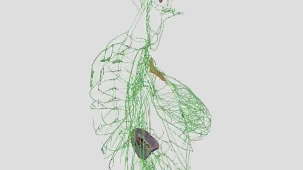 淋巴系统 或淋巴系统 是脊椎动物的器官系统 是免疫系统的一部分 — 图库视频影像