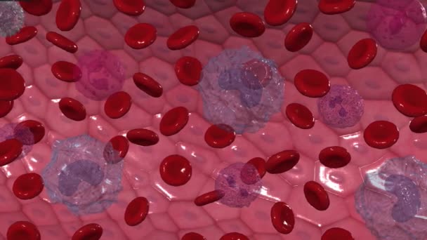 Lymfocyt Typ Vita Blodkroppar Som Del Immunsystemet — Stockvideo