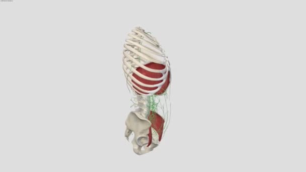 Lymphgefäße Sind Röhren Die Ganzen Körper Ein Komplexes Netzwerk Bilden — Stockvideo