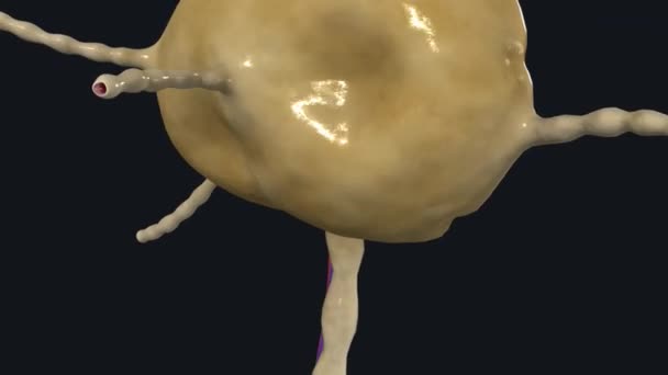 淋巴结节和血管 — 图库视频影像