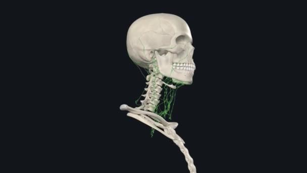 サービカルリンパ節は首の裏側と側面の小さな構造である — ストック動画