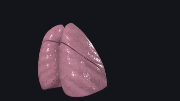 肺は呼吸器系の主要な器官である — ストック動画