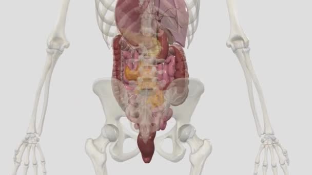 Tube Digestif Inférieur Comprend Majeure Partie Intestin Grêle Tout Gros — Video