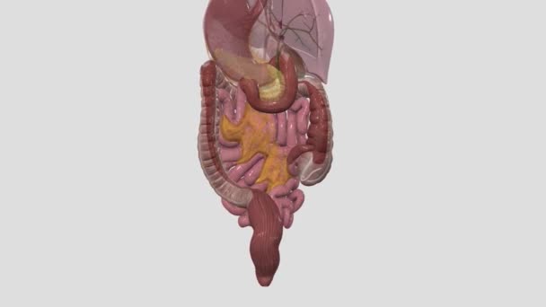 下消化道包括小肠的大部分和大肠的全部 — 图库视频影像