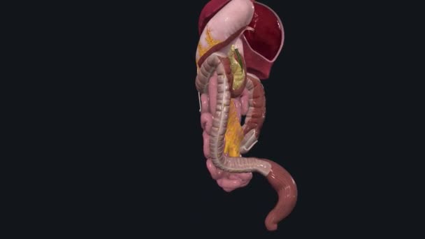 Lower Tract Consists Large Intestine Anus — стоковое видео