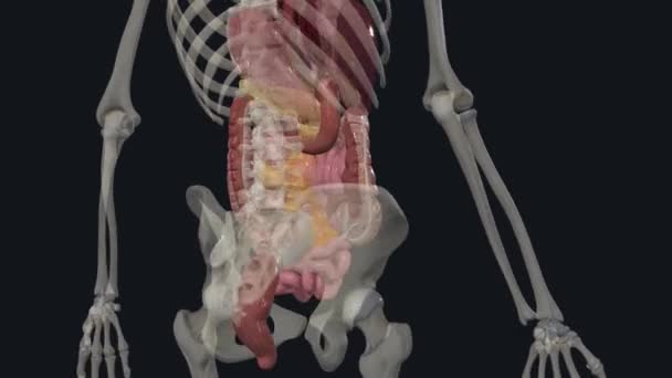 Lower Tract Consists Large Intestine Anus — Stockvideo