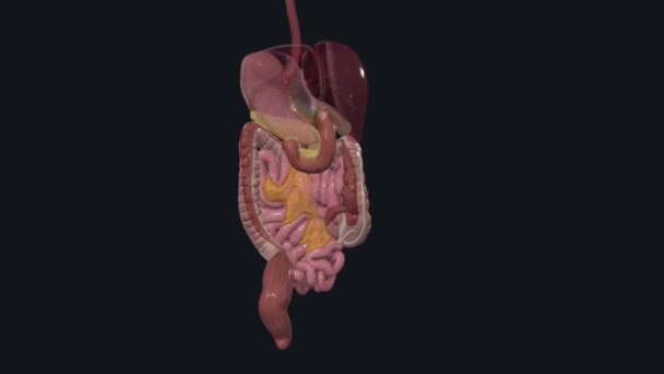 Lower Tract Consists Large Intestine Anus — Stockvideo