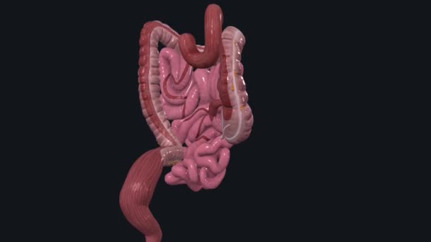 Lower Tract Consists Large Intestine Anus — Stok video