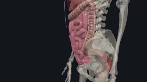 Lower Tract Consists Large Intestine Anus — Vídeos de Stock