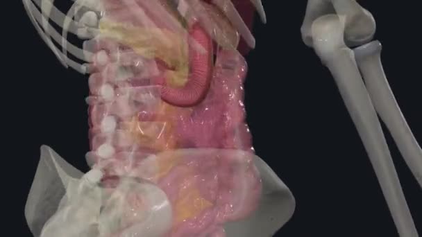 小腸の縦方向筋肉層 — ストック動画
