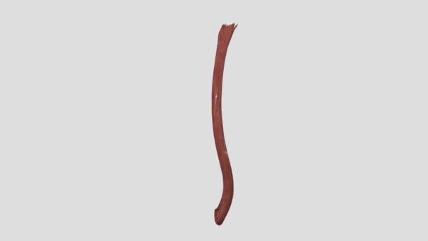 食管的纵向肌肉层 — 图库视频影像
