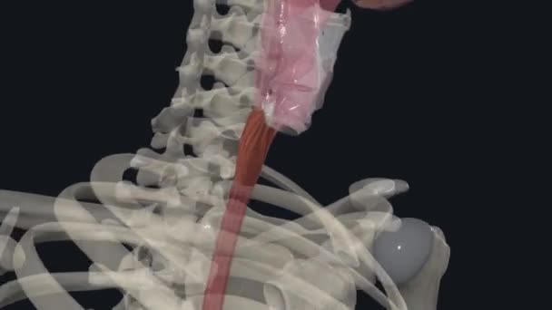 食管的纵向肌肉层 — 图库视频影像