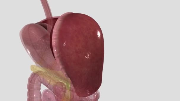 肝脏调节血液中的大多数化学物质含量 并排出一种叫做胆汁的产品 — 图库视频影像