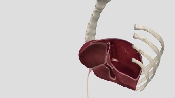 肝臓は血液中のほとんどの化学物質レベルを調節し 胆汁と呼ばれる製品を排泄する — ストック動画