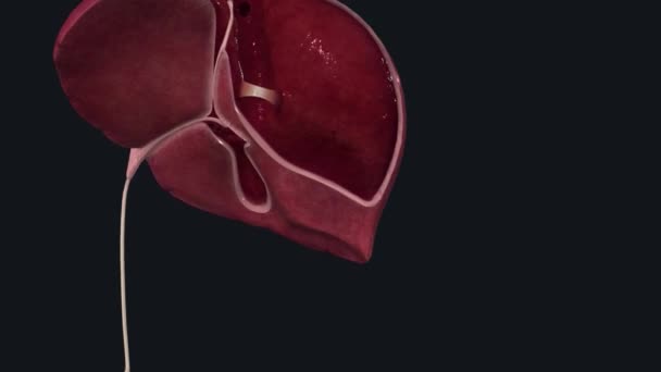 肝臓はフットボールの大きさについての器官です — ストック動画