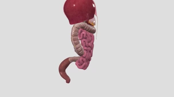 结肠形成了大肠的大部分 是一个大约1 5米长的肌肉管 — 图库视频影像