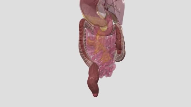 大腸の大部分を形成するコロンは 5メートルの長さの筋肉の管です — ストック動画