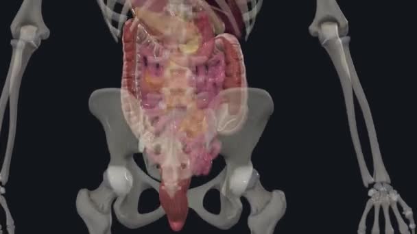 Colon Which Forms Most Large Intestine Tube Muscles Approximately Meters — Stock Video