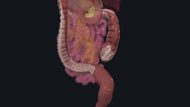结肠形成了大肠的大部分 是一个大约1 5米长的肌肉管 — 图库视频影像