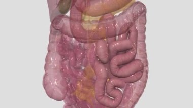 Jejunum duodenum ve ileum arasındadır.