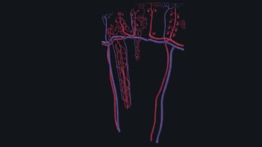 Kan damarlarından oluşan intrarenal ağ böbreklerin kan işleme cihazının bir kısmını oluşturur.