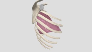 Sağ akciğerin alt lobları.