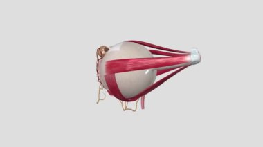 Gözler görme sisteminin organlarıdır.