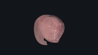 Diyafragmatik Periton Bölümü .