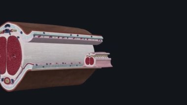 Cross Section of Penis 3d medical