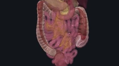 Kalın bağırsak ya da kalın bağırsak olarak da bilinir.