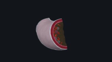 Kan, özel bir vücut sıvısıdır.