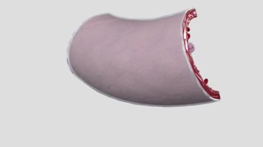 Arterler oldukça elastik damarlardır.