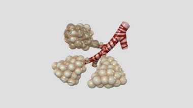 Alveolar Kanallar ve Saccules 3 boyutlu tıbbi