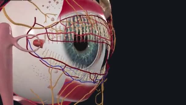 Скрипковий Нерв Найменшим Поділом Або Гілкою Офтальмологічного Нерва — стокове відео