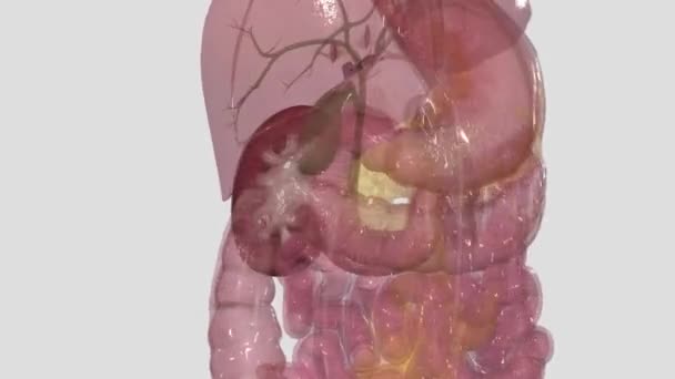 腎臓カプセルは腎臓を取り巻く堅い線維層です — ストック動画